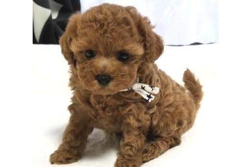 成約済の東京都のマルプー:マルチーズ×トイプードル-94235の3枚目